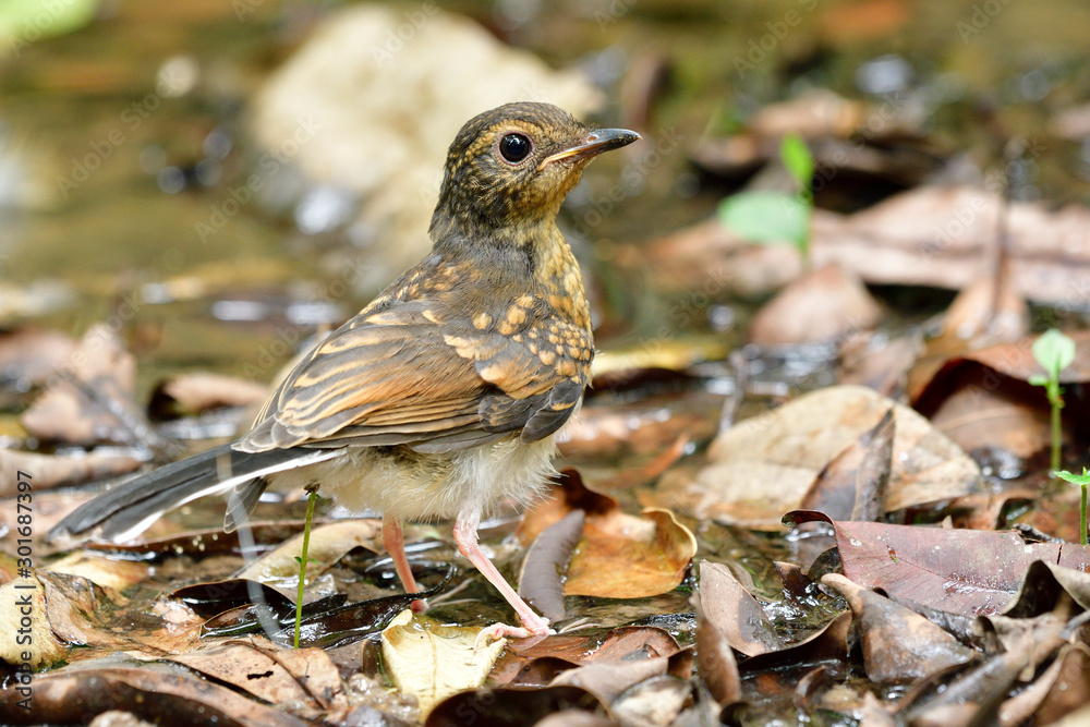 幼年白臀沙马（Copsychus malabaricus），服用时羽毛为棕色至黑色