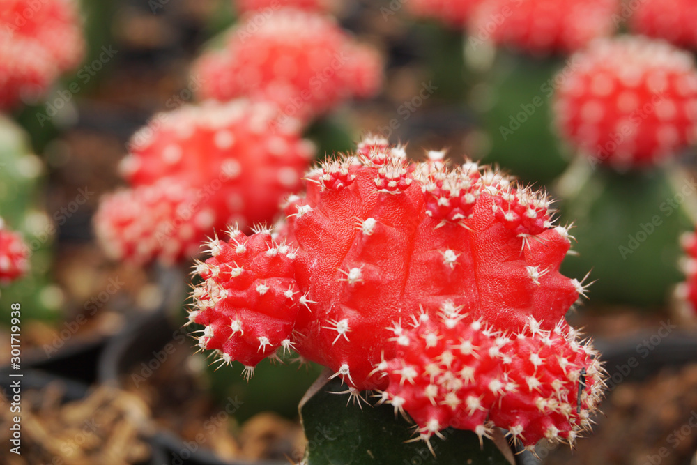 Gymnocalycium mihanovichii仙人掌。红色Gymno仙人掌在模糊背景下隔离。特写红色仙人掌