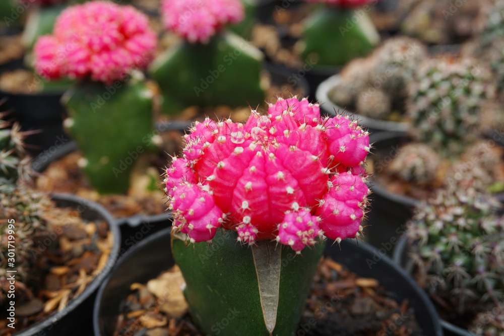 Gymnocalycium mihanovichii仙人掌。红色Gymno仙人掌在模糊背景下隔离。特写红色仙人掌