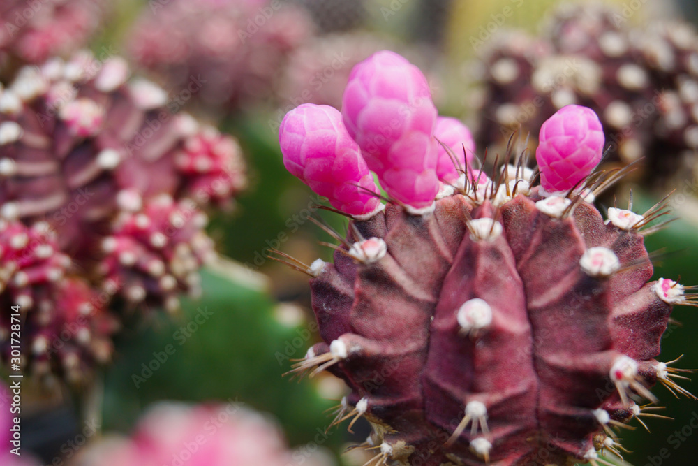 Gymnocalycium mihanovichii仙人掌。红色Gymno仙人掌在模糊背景下隔离。特写深色仙人掌