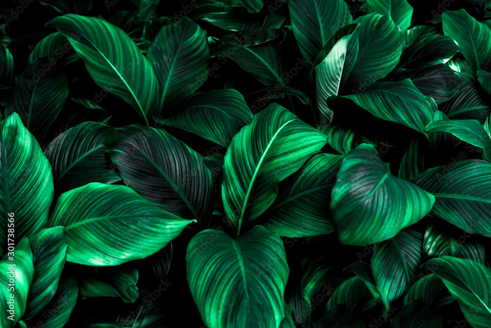 ﻿﻿leaves of Spathiphyllum cannifolium, abstract green texture, nature background, tropical leaf