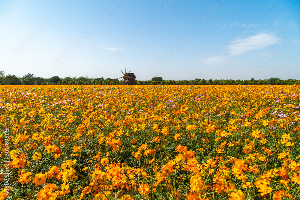 花田全景，蓝天白云。鲜花盛开。花朵摇曳