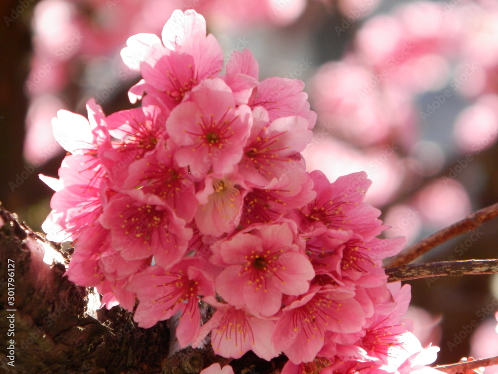 pink flowers