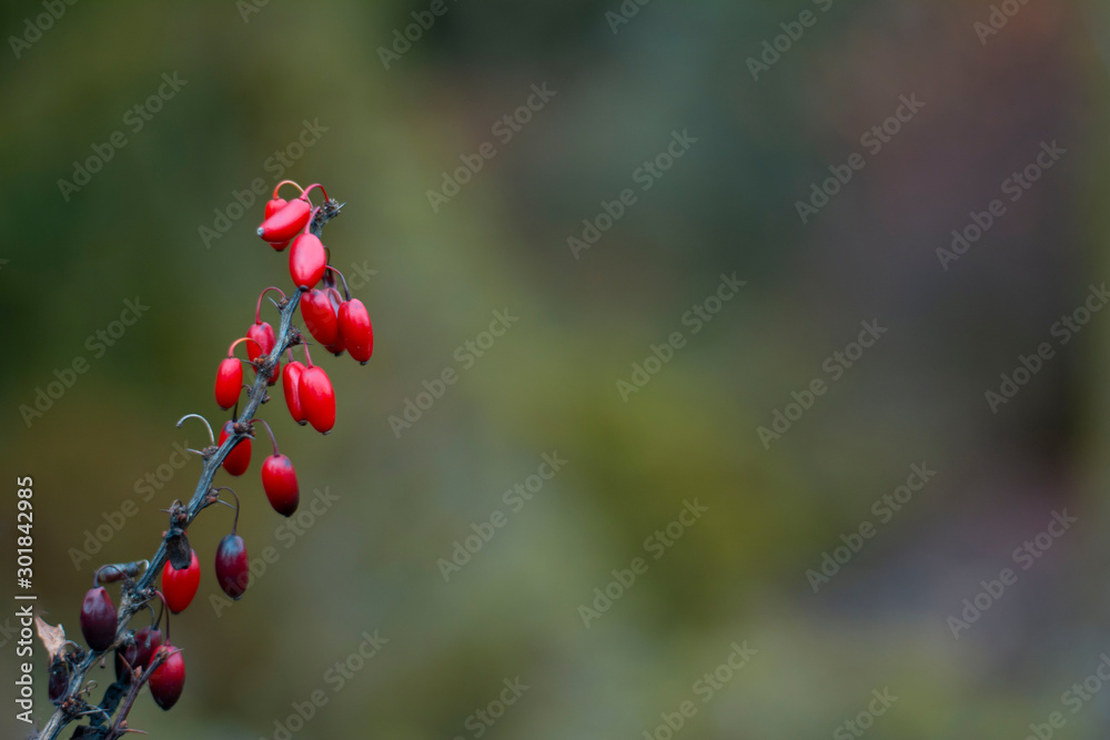 Red berry close-up. Soft focus, bokeh and blur. Autumn forest capture