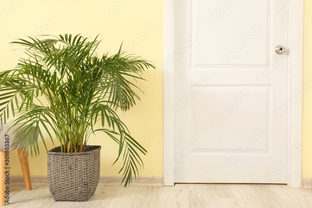 Tropical palm in interior of hall