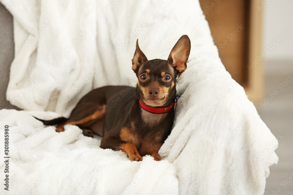 Cute toy terrier dog on sofa at home