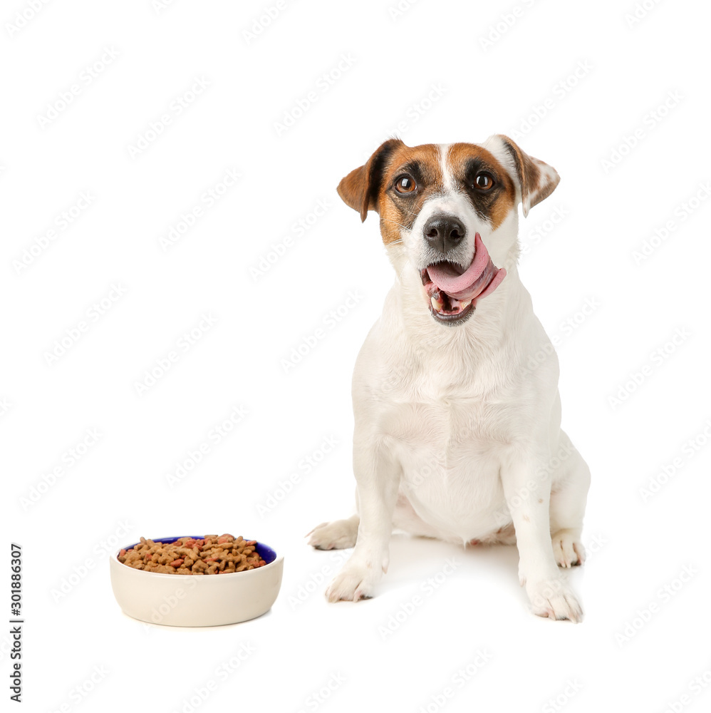 Cute Jack Russell Terrier with dry food in bowl on white background