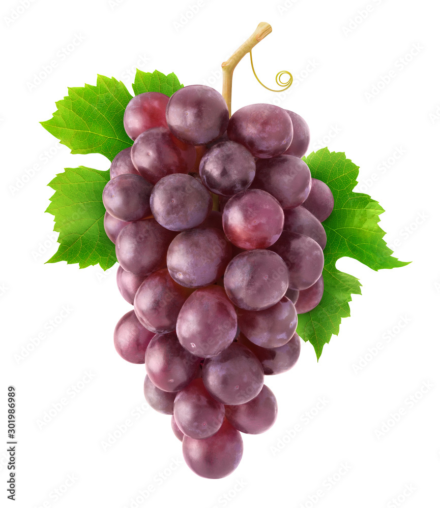 Isolated grapes. Hanging cluster of red grapes isolated on white background with clipping path