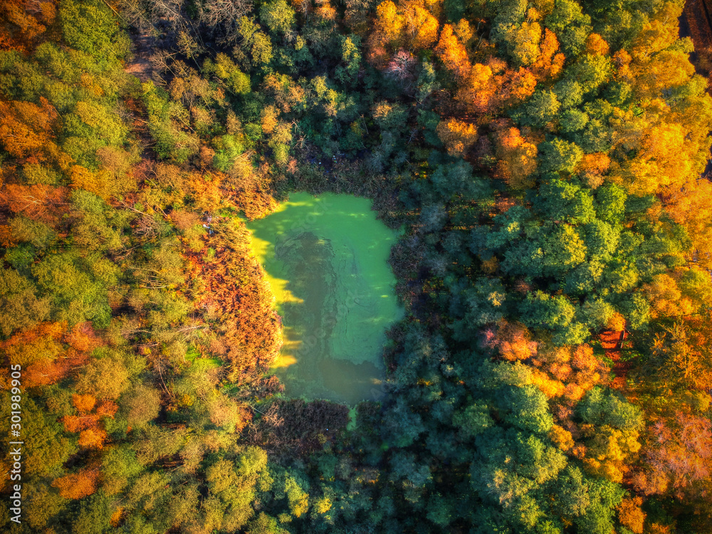 Amazing autumnal landscape of small pond in the forest, Poland