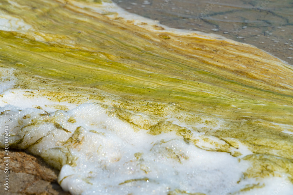 Green toxic looking foam at the edge of an salt lake