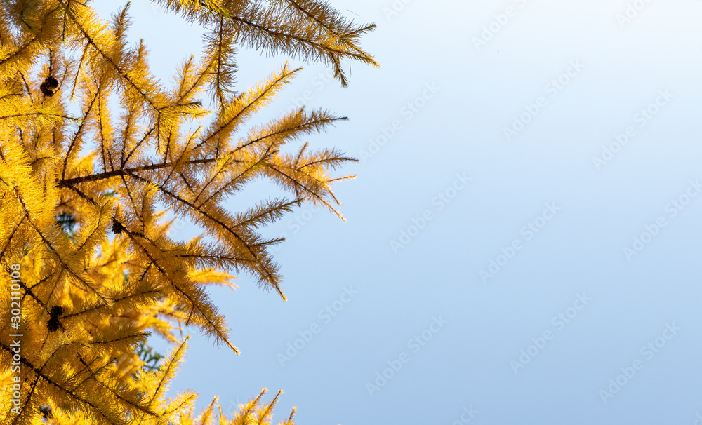 Yellow foliage against a blue sky. Autumn nature.