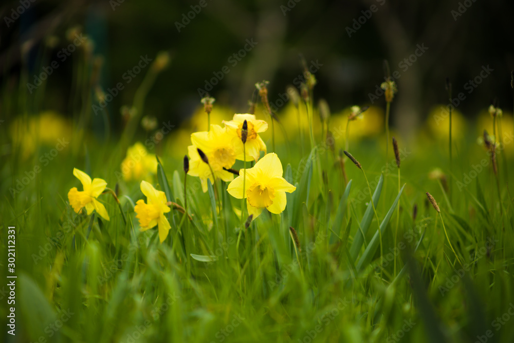 水仙花和绿草