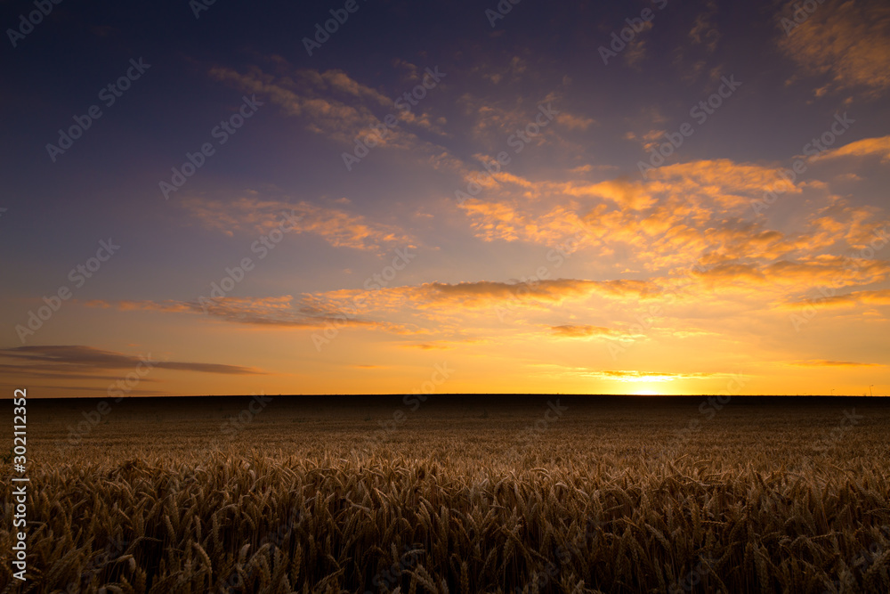 Wheat field sunset