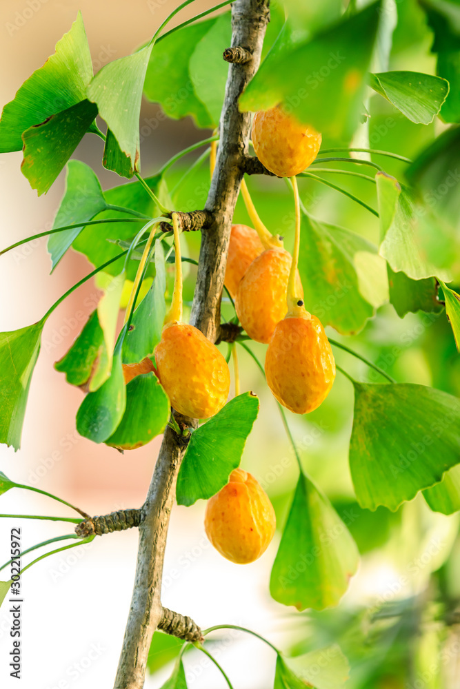 Ripe ginkgo fruit on ginkgo tree in autumn