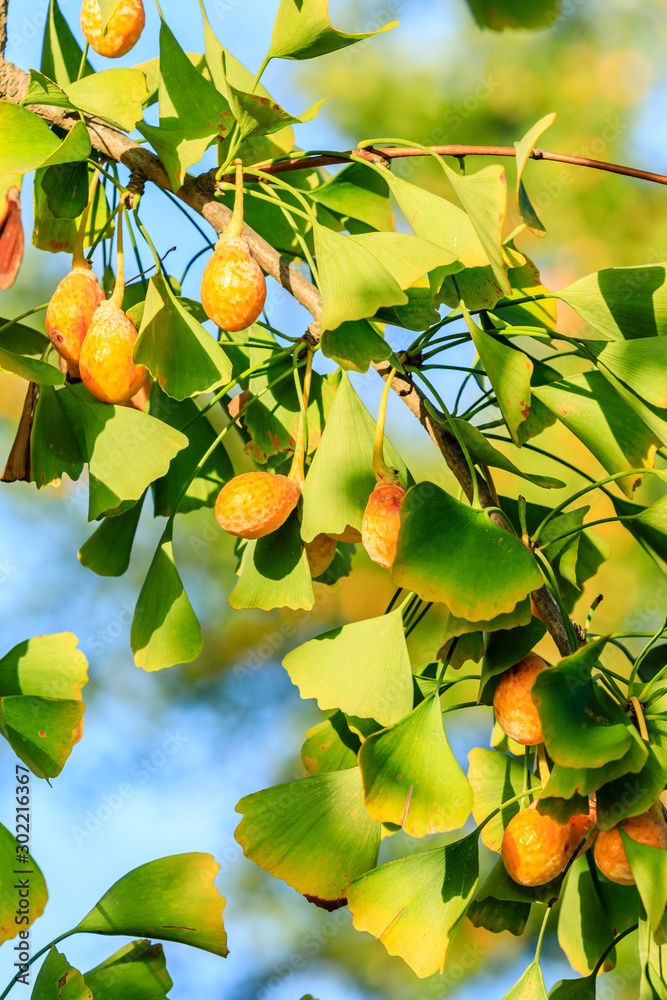 Ripe ginkgo fruit on ginkgo tree in autumn