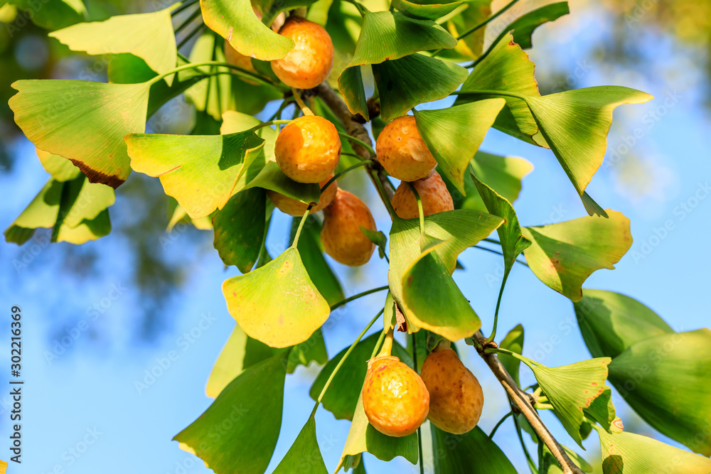 Leaves and fruit of the ginkgo tree in fall