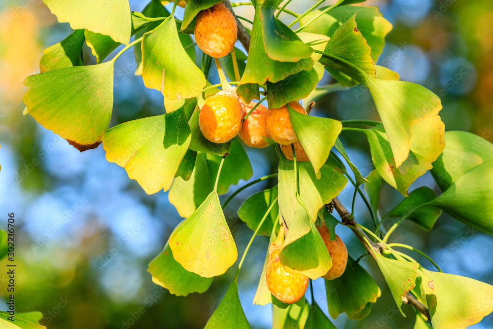 Ripe ginkgo fruit on ginkgo tree in autumn