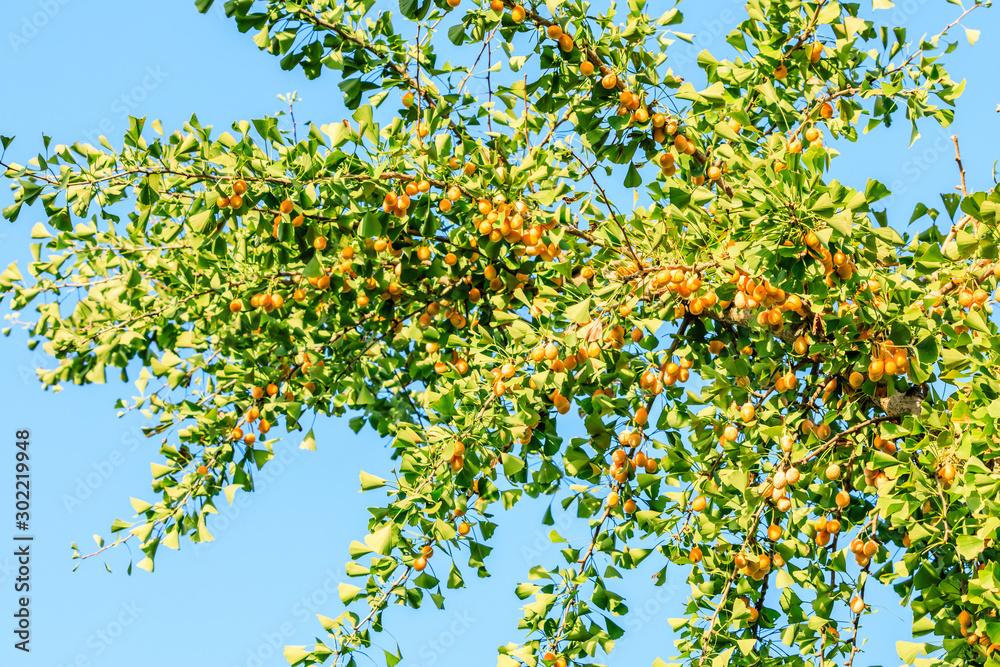 Leaves and fruit of the ginkgo tree in fall