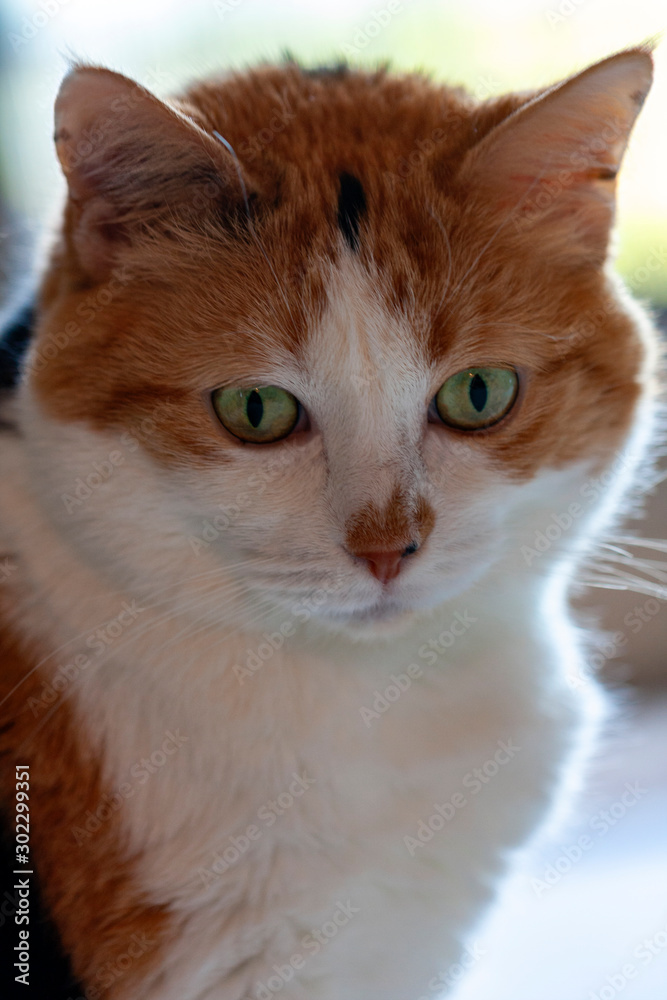 Relaxed domestic cat at home with expressions, indoor. 