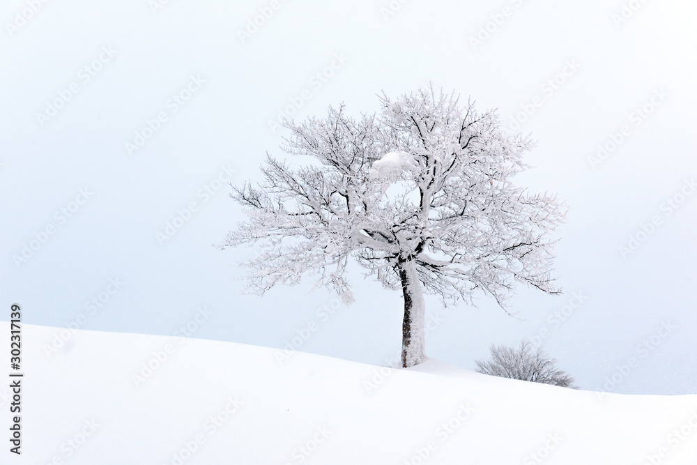 冬日田野里一棵孤独的白雪树，令人惊叹。多云多雾中的极简主义场景