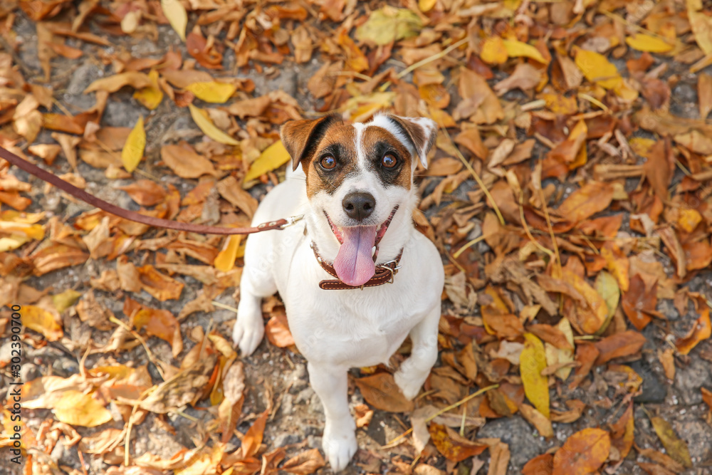 Cute Jack Russell Terrier in autumn park