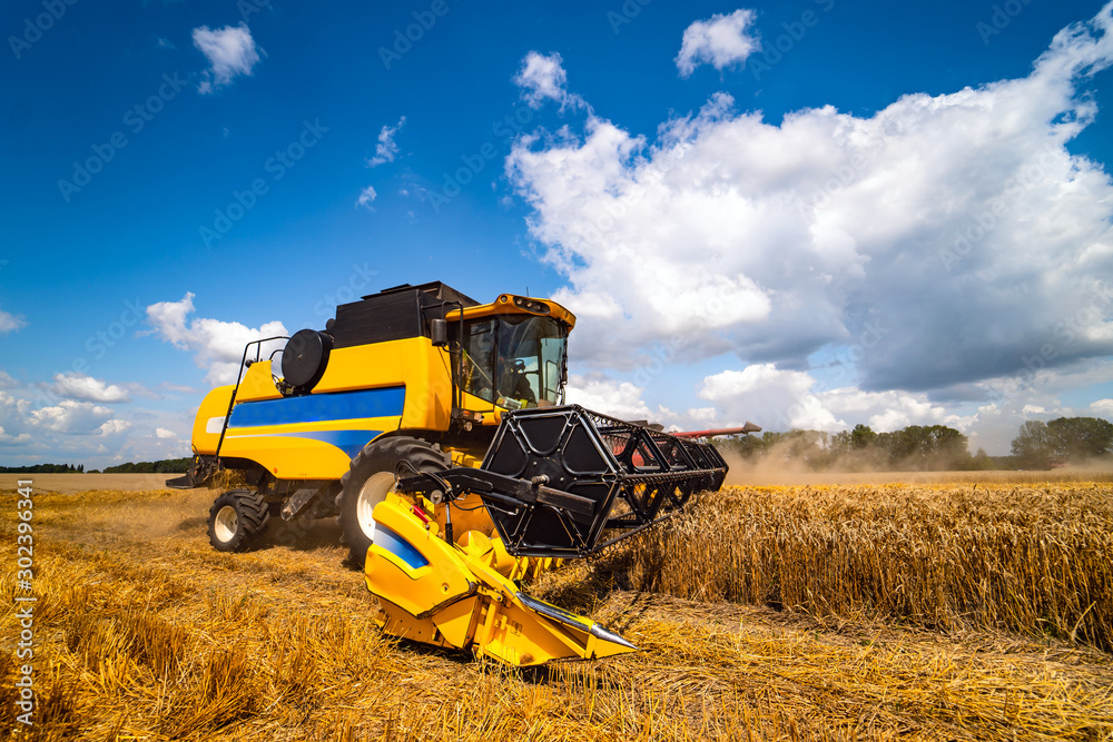 Special machine harvesting crop in fields, Agricultural technic in action. Ripe harvest concept. Cro