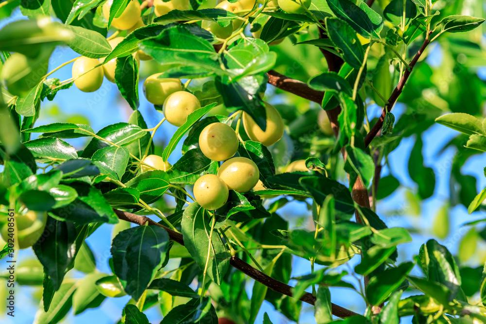 green jujube fruit on the jujube tree in the orchard