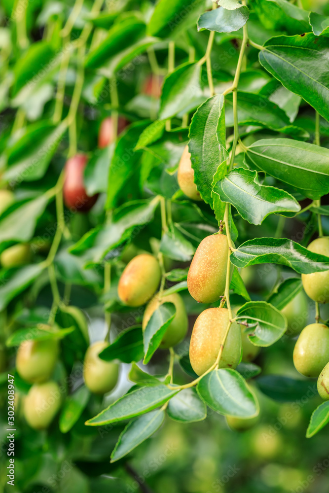 Jujube fruit on the jujube tree in the orchard