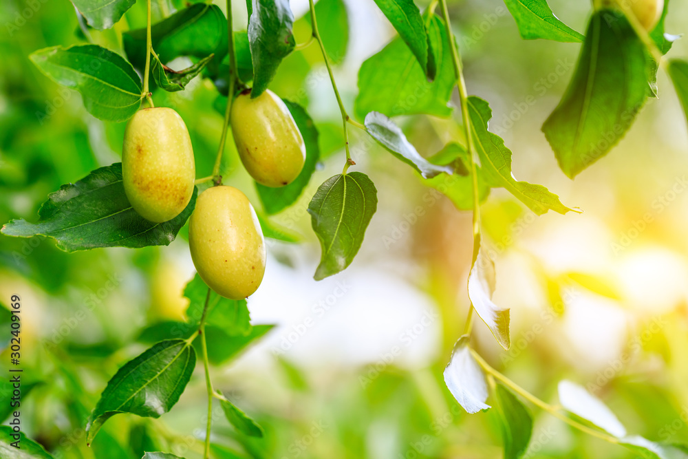 green jujube fruit on the jujube tree in the orchard