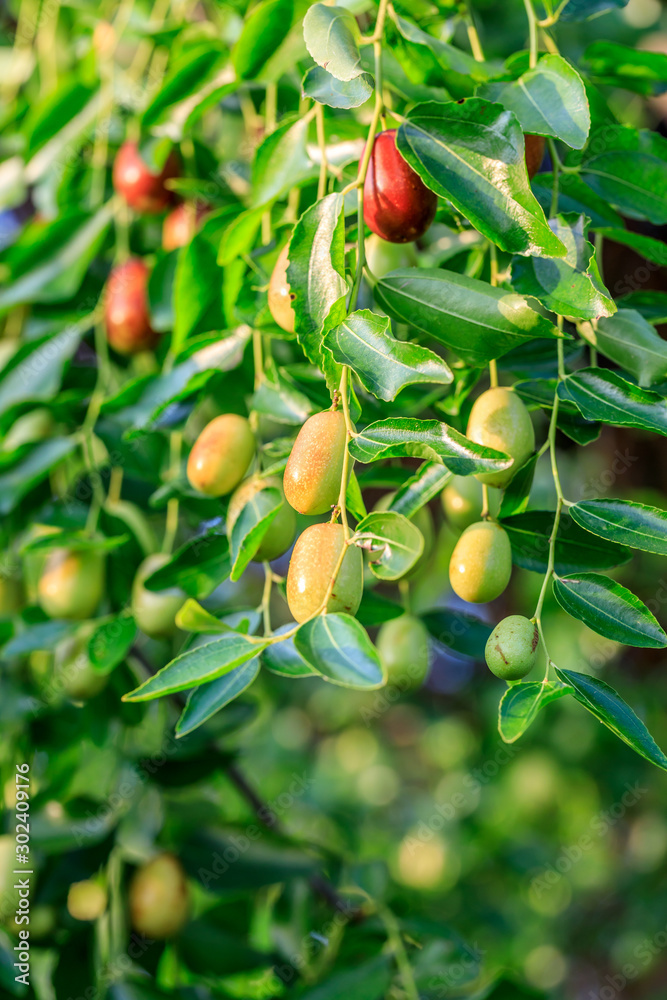 Jujube fruit on the jujube tree in the orchard