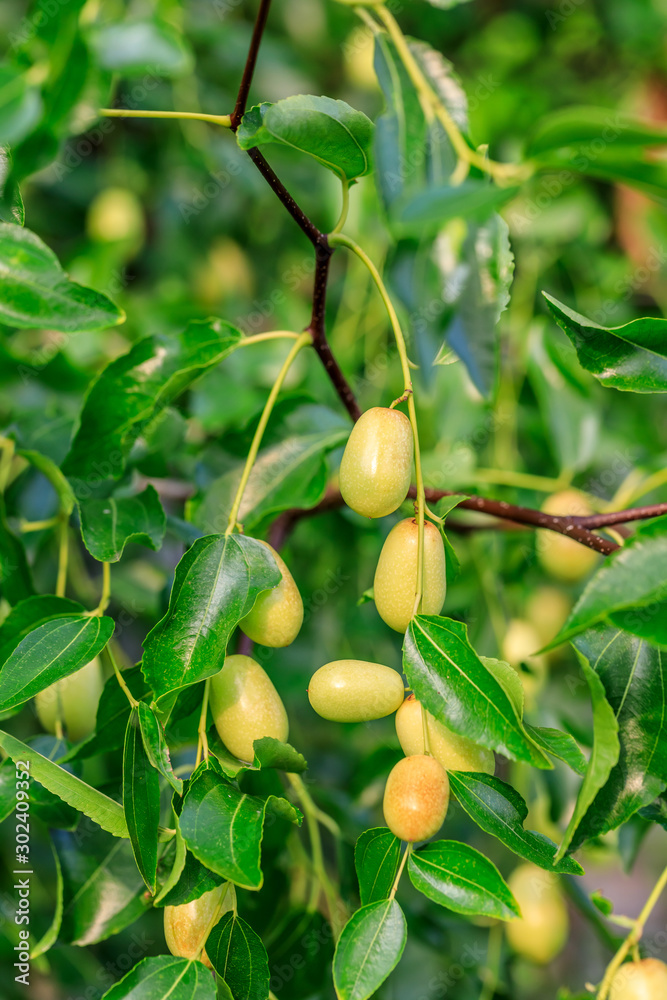 green jujube fruit on the jujube tree in the orchard