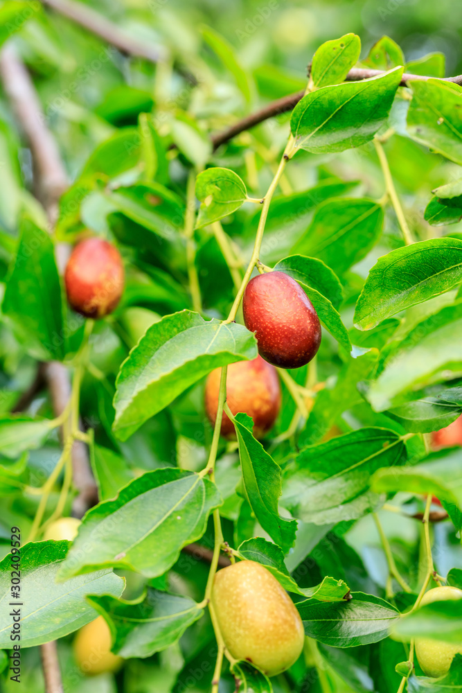 Jujube fruit on the jujube tree in the orchard