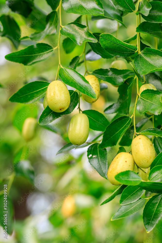 green jujube fruit on the jujube tree in the orchard