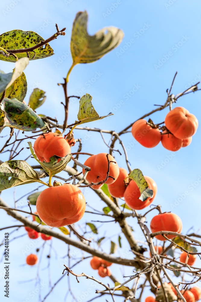 Persimmons that are ripened on the branches