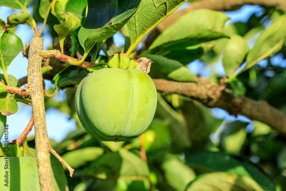 Persimmon green fruit on a tree