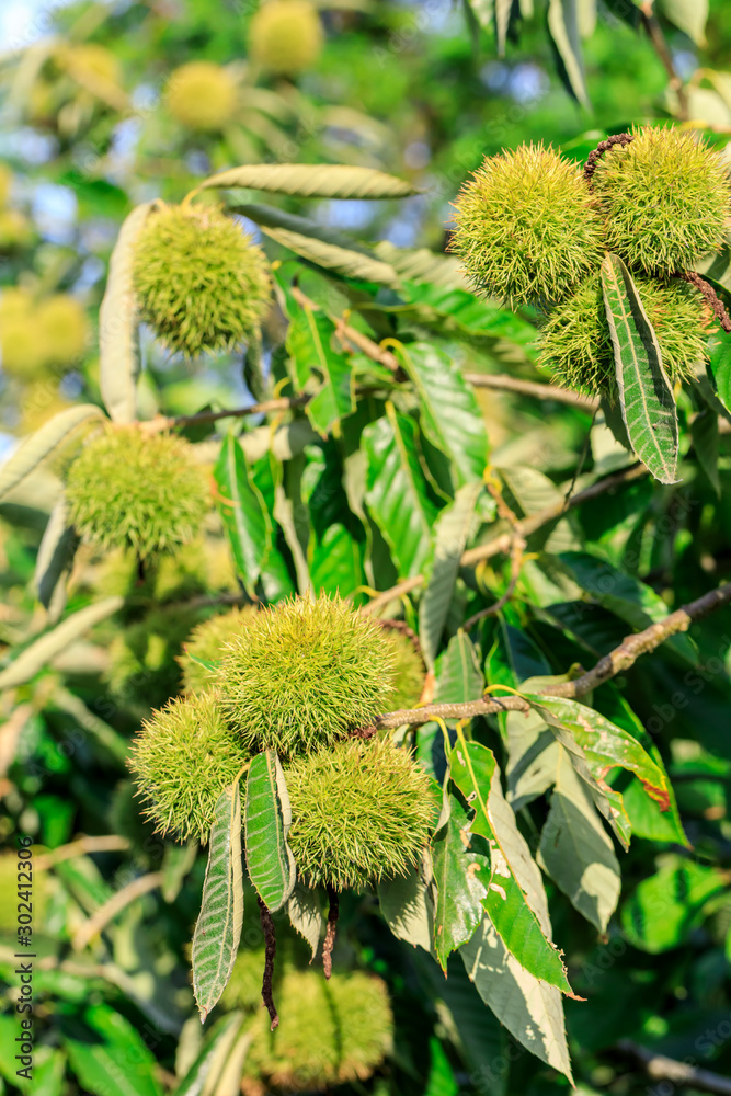 Chinese chestnut fruit grow on tree