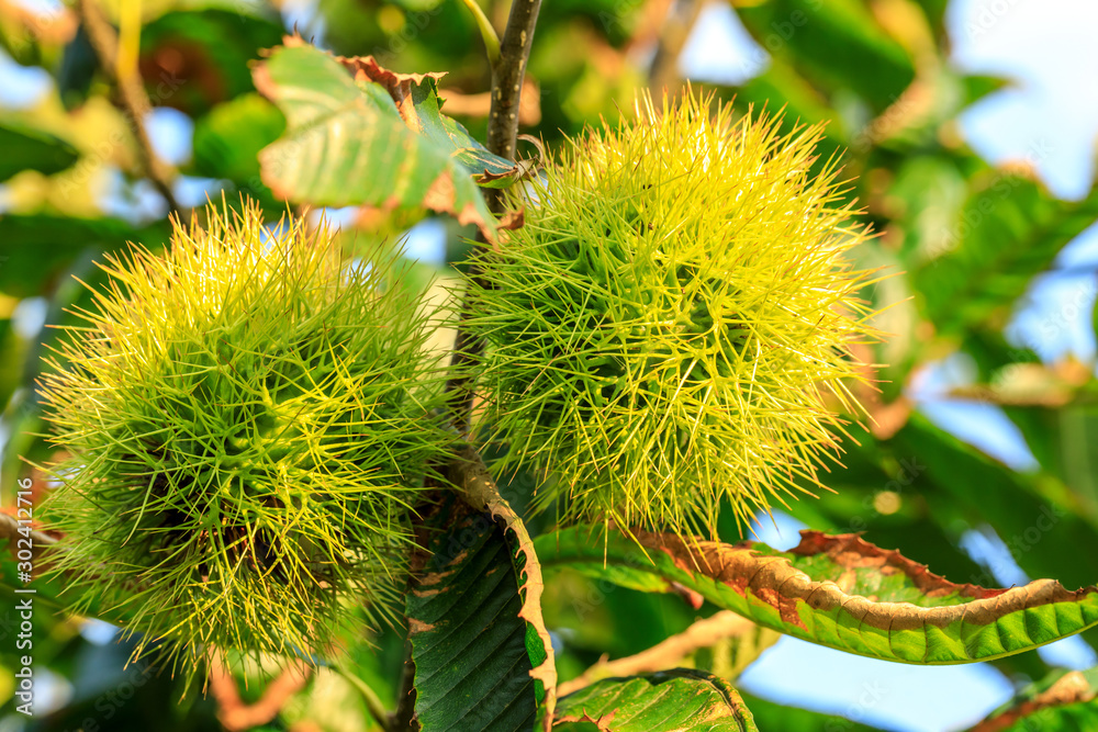 Chinese chestnut fruit grow on tree