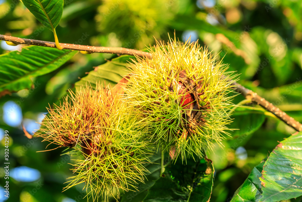 Chinese chestnut fruit grow on tree