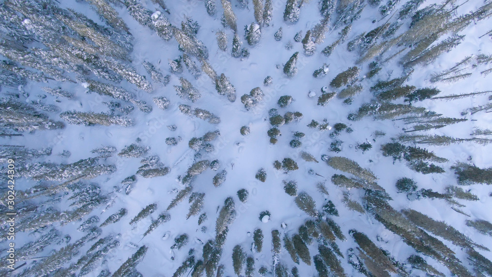 俯视图：惠斯勒白雪皑皑的松树和云杉树梢的无人机美景。