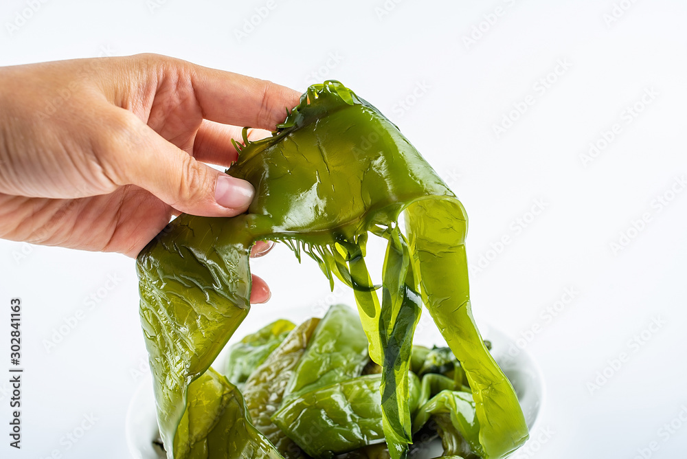 Hand holding a fresh green sea cabbage