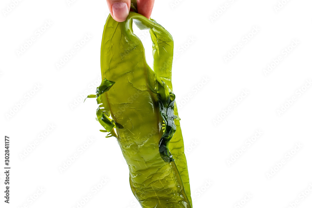 Hand holding a fresh green sea cabbage