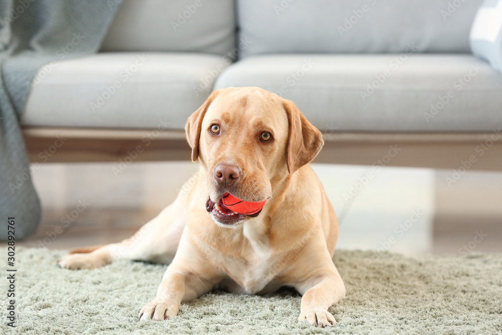 Adorable dog with toy at home