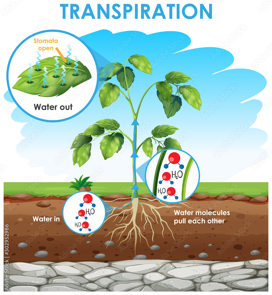 Diagram showing transpiration in plant