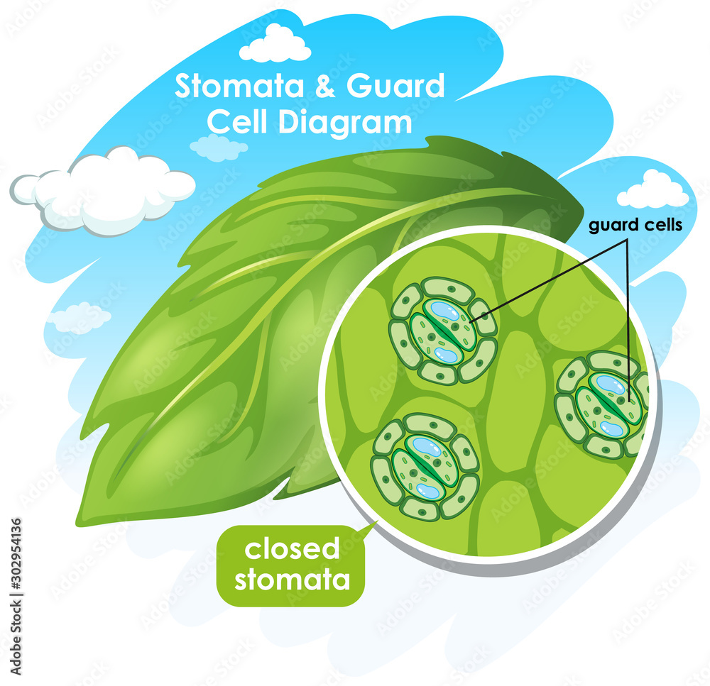 Diagram showing plant cell