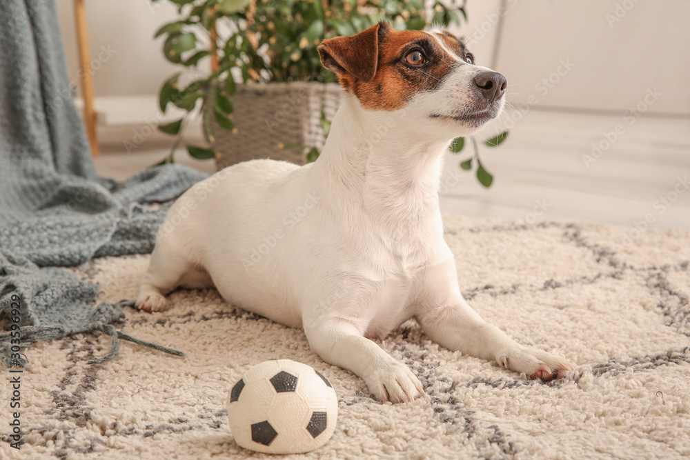 Cute Cute Jack Russell Terrier with ball lying on floor at home