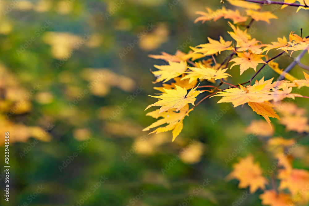 鮮やかに紅葉した木