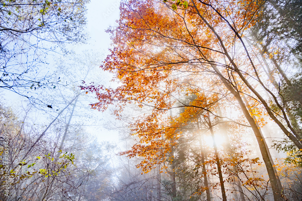 鮮やかに紅葉した木