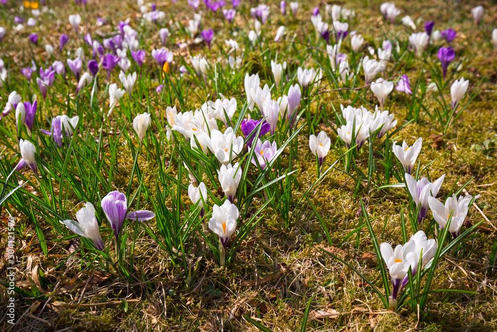 Beautiful crocus flowers blooming in the park of Alesund, Norway