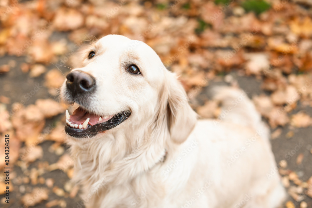 秋季公园里可爱的寻回犬