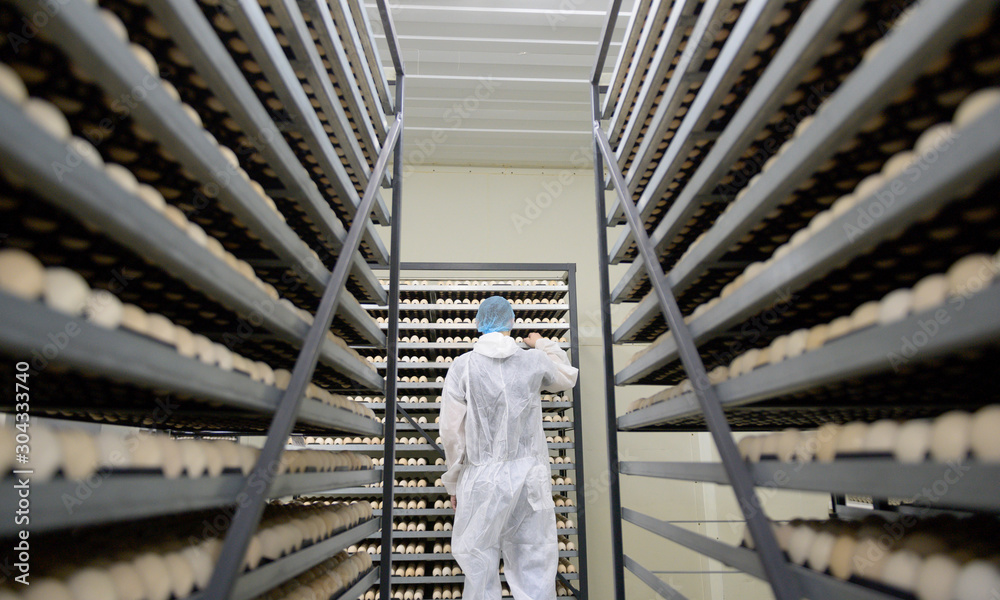 egg plant factory poultry farm stack hatchery